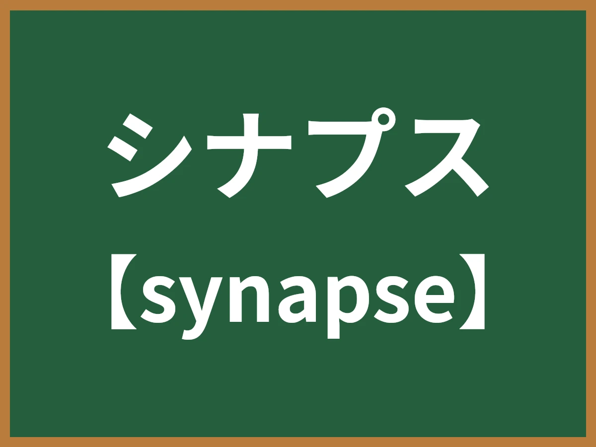 シナプスのイメージ画像