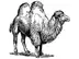 Perl